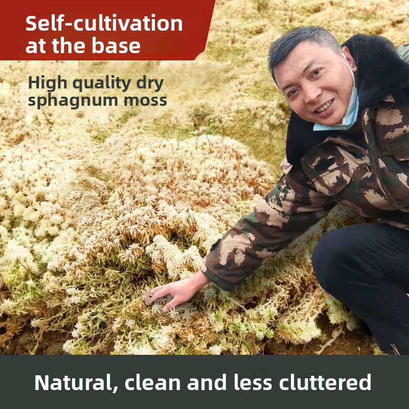 มอสส์สปฟักนัมเกรดเอแบบแห้ง, วั - Preserved Moss Sheet บทวิจารณ์และราคา